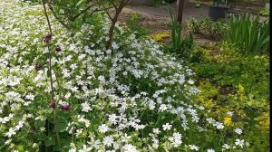 09-05-2026 Зацвела ясколка, растопыренный флокс. Почвопокровные растения.