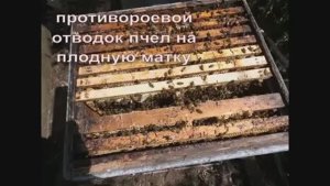 работа с пчелами в мае , противороевые отводки и вывод маток ( видео из архива )