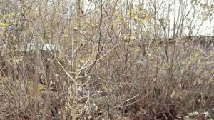 Фили 2011 год. (Зап. порт, тепловоз, бараки, гаражи, проезд на автобусе от Филиона до завода.)