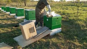Сажаю рой в улей 9 мая 2026 года...