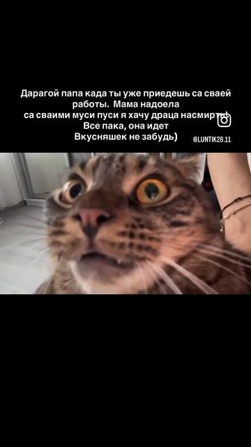 Кот пишет смотреть онлайн
