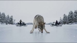 ВОЛЧИЦА И ЕГЕРЬ|спасение |ТАЕЖНЫЕ ИСТОРИИ