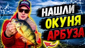 Нашли окуня и кучу щуки