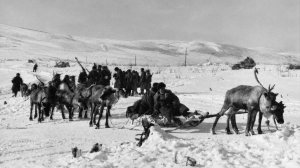 Северная кавалерия: неоценимая помощь оленей в годы Великой Отечественной войны