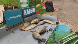 Рыбалка на карпа в Подмосковье.