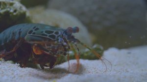 Жизнь под водой. Креветка богомол