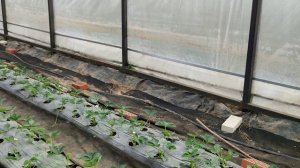🍓Применение лимонной кислоты и бора по клубнике🍓 Зверь-крот пойман, получено хорошее настроение!
