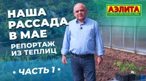 Наша рассада для теплицы: Часть 1