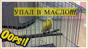 ЧТО ДЕЛАТЬ ЕСЛИ ПОПУГАЙ УПАЛ В МАСЛО, ЖИРНЫЙ СУП? ВОЛНИСТЫЙ ПОПУГАЙ ИСПАЧКАЛСЯ В МАСЛЕ!