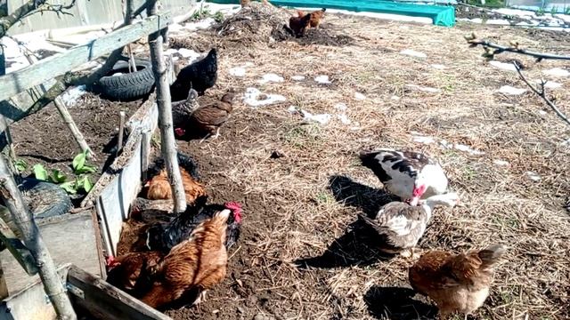 Куры греются на солнышке