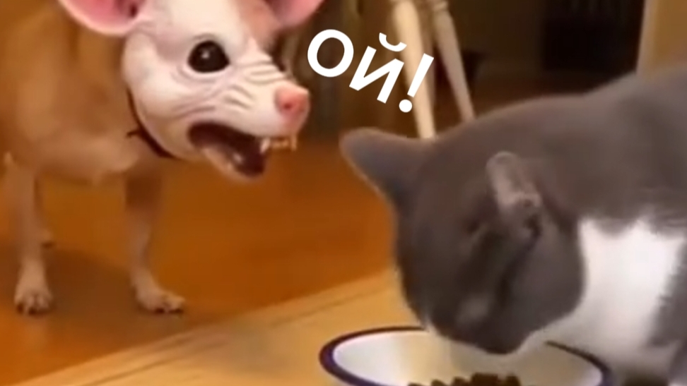 Самые смешные приколы с животными 😂