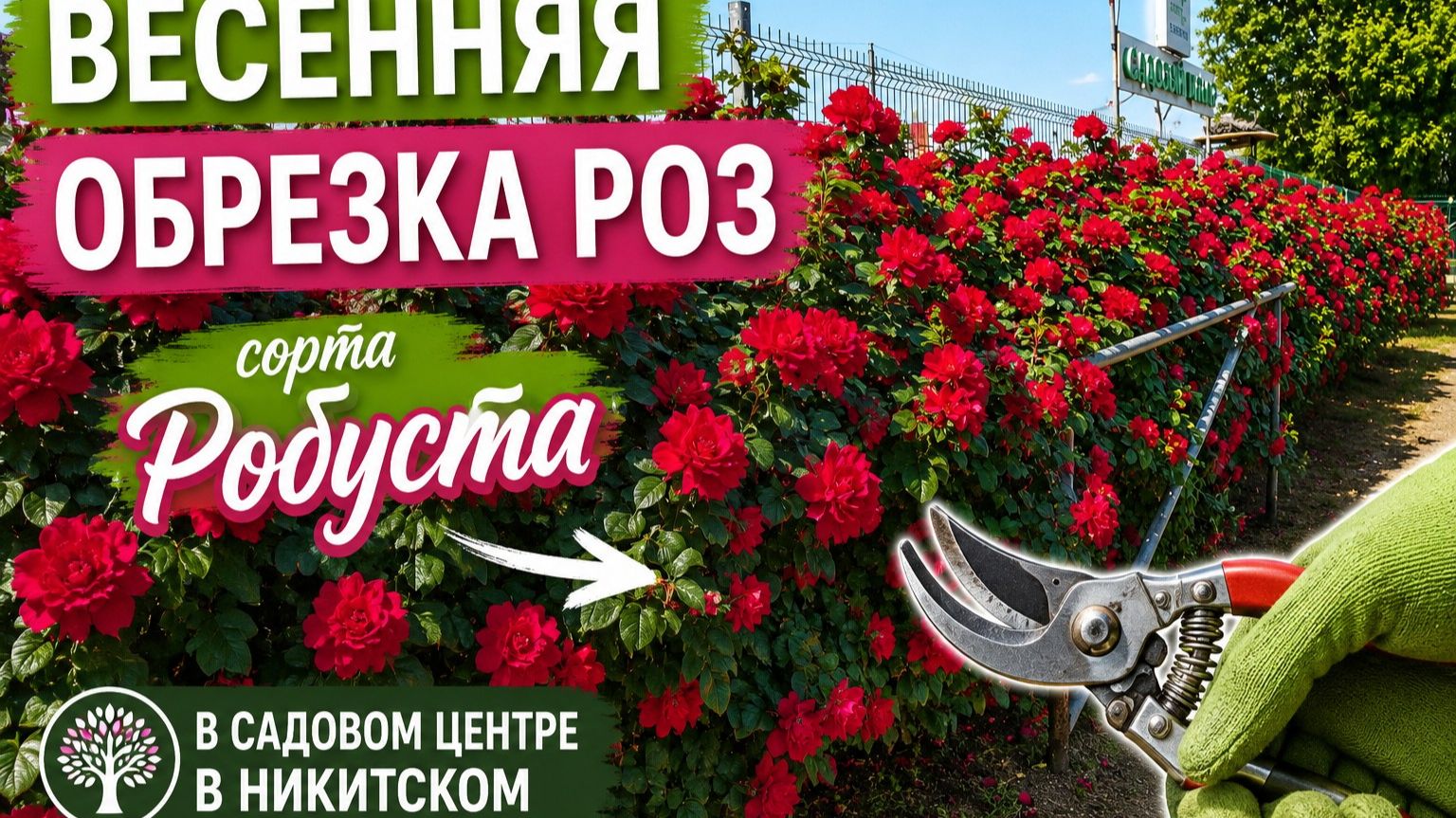 Обрезка роз Робуста после зимы: пошаговый мастер-класс за 9 минут!