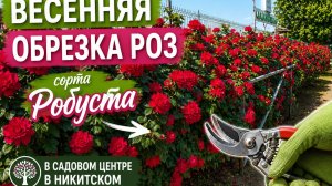 Обрезка роз Робуста после зимы: пошаговый мастер-класс за 9 минут!