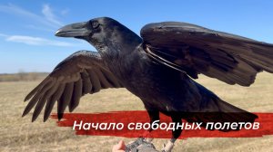 Неделя поисков рогов! Гоша начал слушаться и свободно летать