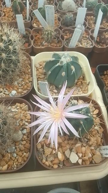 Цветение Echinocereus knippelianus var. reyesii