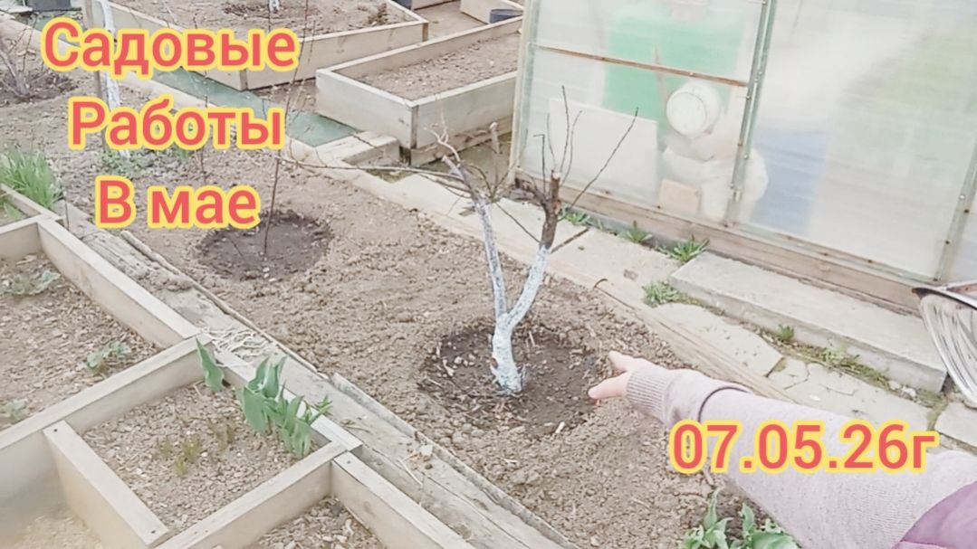 На Даче.Пересадка вишни и ремонтантной малины. ГРЯДЁТ ПОХОЛОДАНИЕ.ЧТО СДЕЛАЛА.09.05.26г