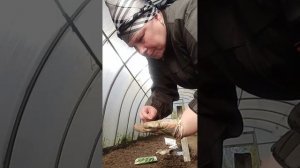 Садим огурчики в тепличку