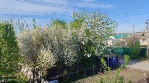 цветущий май в деревне, деревенская природа, огороды