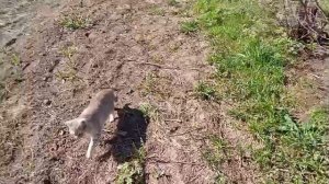 Дела огородные 🌱- часть 2 - занимаюсь кустами 🙂
