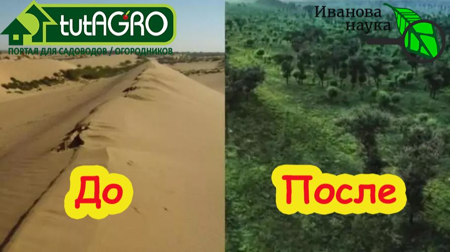 Огурцы в голом песке? Все смеялись, пока не увидели рассаду! Идеально чистые огурцы: я выбираю песок