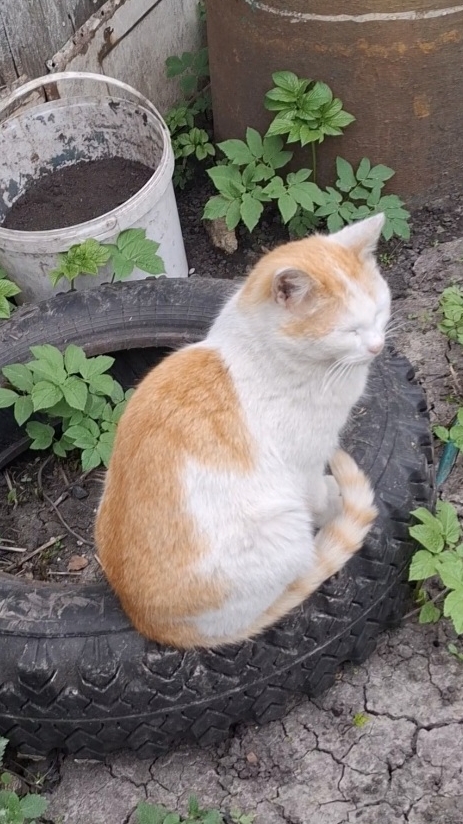 Смешные коты (наверно) 5 часть