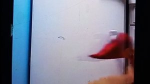 лапша и булочка 3 сезон 8 серия