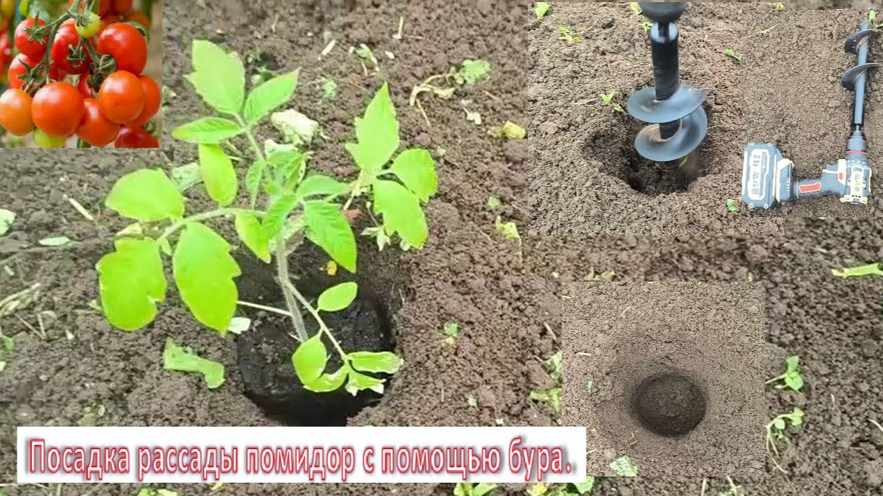 Помидоры сажаем в теплицу. Сажаем рассаду томатов с помощью бура — это эффективный метод.