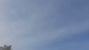 Николавские голуби 09.05.2025 г