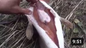Икра щуки. Разделка и вяление Щуки !!! Просто и быстро!!!