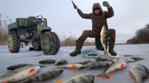 Попали на жор. Огромные окуни и щуки. Бешеный клев на болоте! ВТОРОЙ ДЕНЬ