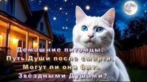 Домашние питомцы: Путь Души после смерти. Могут ли они быть «звёздными душами»?