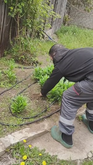 Огурцы под пленку сеем