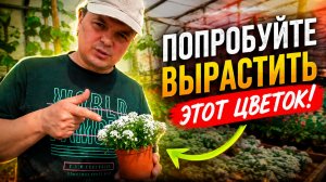 Алиссум медовый. Все тонкости лёгкого и красивого выращивания!