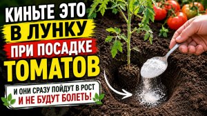 Киньте это в лунку при посадке Томатов и они сразу пойдут в рост и не будут болеть!