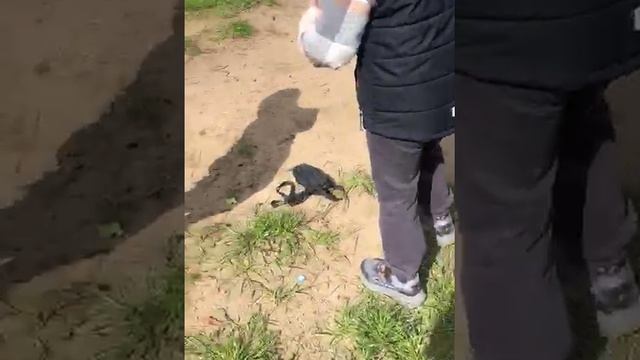 Копаю 5 часть