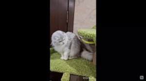 Скоттиш-фолд-хэри на 32-й выставке кошек PCA 09-10 мая 2026г