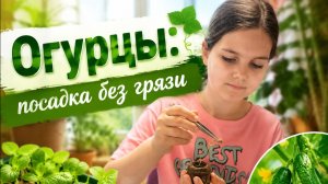 Идеальная посадка огурцов без грязи! Часть 2: Сажаем в торфяные таблетки