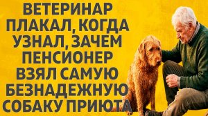 «Она два года смотрела в стену, пока в приют не пришел старый спасатель...» Расскажу тебе.