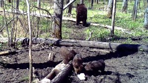 Полтора месяца в дикой природе. Волки, медведи, барсук, лоси и зайцы.