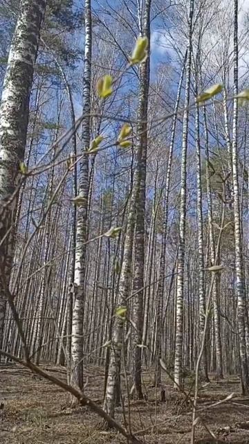 В царстве берёз. Красивая мелодия. 02.05.2026 г.