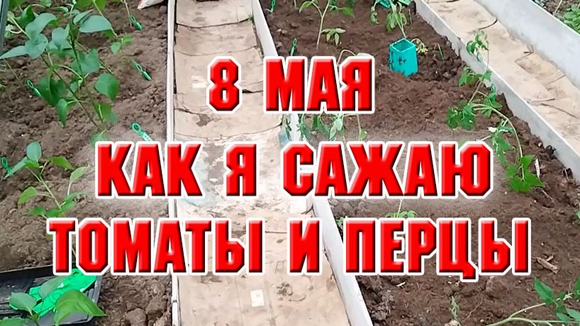 8 мая. Как я сажаю в теплицу перцы и томаты