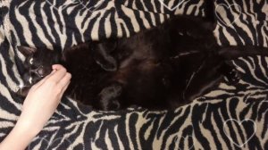 Кошачий релакс🐈⬛