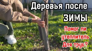 Как перезимовали деревья? Снимаем утеплитель и проверяем состояние стволов!