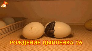 Вылупление цыпленка из яйца в инкубаторе версия 26