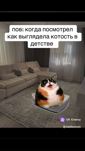 Когда посмотрел как котость выглядела в детстве