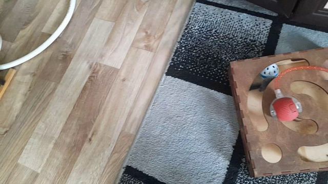 ДОМАШНИЕ ХЛОПОТЫ