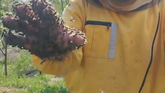 Живые перчатки
