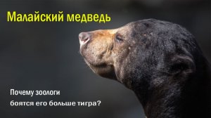 🐻Самый злой медведь в мире 🔥Плюшевый убийца