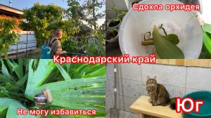 Купили дом. Проснулись змеи. Всё в тле. Погода наладилась на юге.