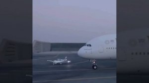 Самец самолётика завоёвывает самку